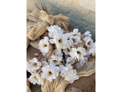 18, Anemone vetva krém1