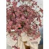 50,Gypsophila vínovočervená4