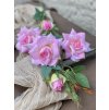 69,Ruža mnohokvetá ružová5