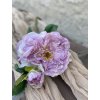 115.Anglická ruža bledofialová krčená3