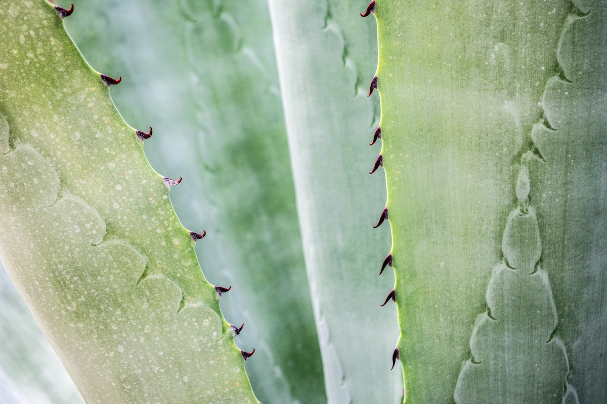 close-up-photography-of-aloe-vera-plant-1578504