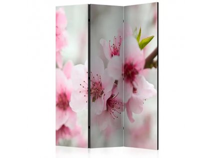 Paraván - Spring, blooming tree - pink flowers [Room Dividers]