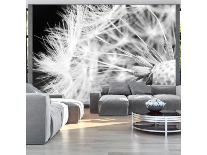 Fototapeta - Black and white dandelion