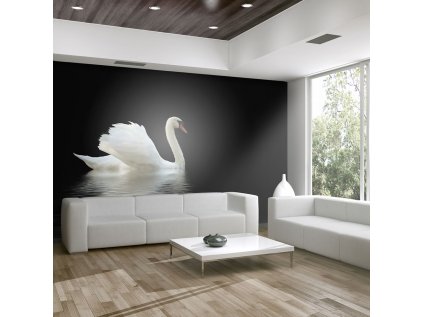 Fototapeta - swan (black and white)