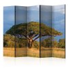 Paraván - African acacia tree, Hwange National Park, Zimbabwe II [Room Dividers]