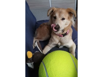 Zabawka dla psa pilka tenisowa gigant XXL 96135(1)