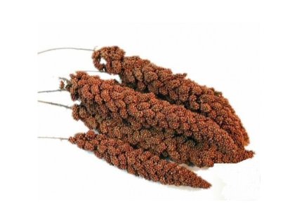 Proso senegalské klasy 100g červené Avicentra