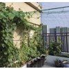 Síť - podpora rostlin 2x10m Gardlov 23978