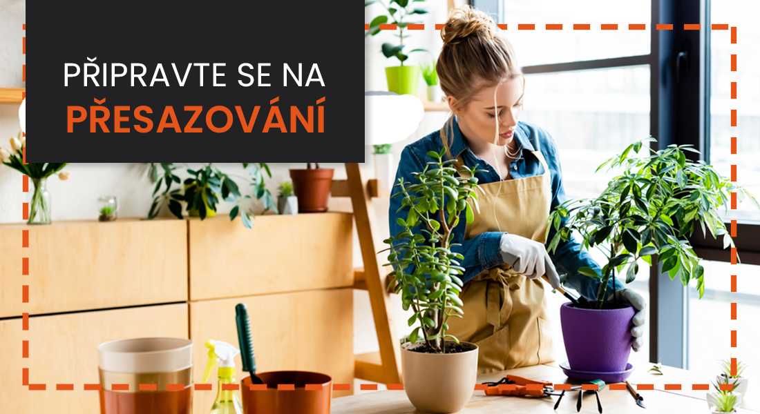 Co dělat, když vás vaše pokojovky prosí o přesazení?