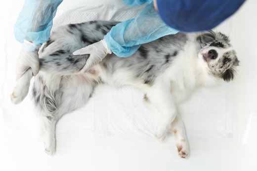 Veterinářství – Premedikace, špinavé výkony: holení, mytí, čištění, výplach