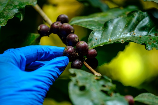 Zpracování ovoce a zeleniny