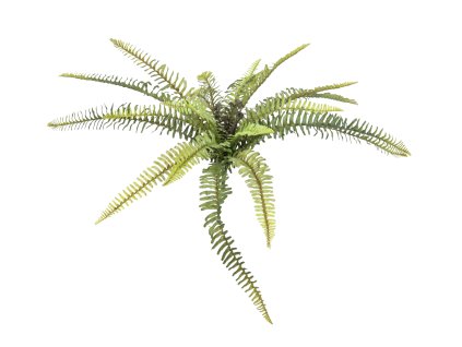 Lesní kapradina, 40 cm