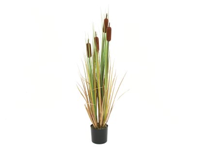 Europalms Orobinec, říční rákosí 150 cm