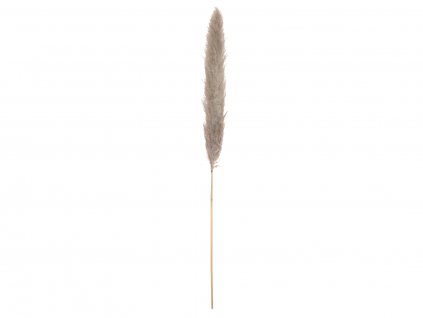 JOLIPA Pampas tráva, sušený klas, natural, 137cm