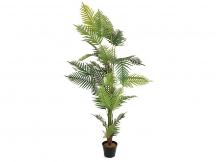 Palma Areca, 180 cm