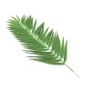 Kokosový palmový list střední, 110 cm, 12 ks