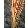 Europalms rákos, světle hnědý, umělý, 127 cm