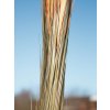 Europalms rákos, světle hnědý, umělý, 127 cm
