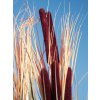 Europalms rákos s orobincem, světle hnědý, umělý, 152 cm
