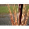 Europalms rákos s orobincem, světle hnědý, umělý, 152 cm