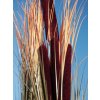 Europalms rákos s orobincem, světle hnědý, umělý, 152 cm
