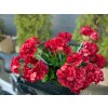 Europalms červená Pelargonie, 42 cm