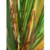 Europalms Orobinec, říční rákosí 150 cm