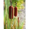 Europalms Orobinec, říční rákosí 150 cm