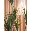 Palma Yucca, 130cm