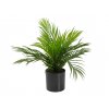 Areca palma, 46 cm