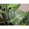 Europalms Strelície, umělá rostlina, 110cm