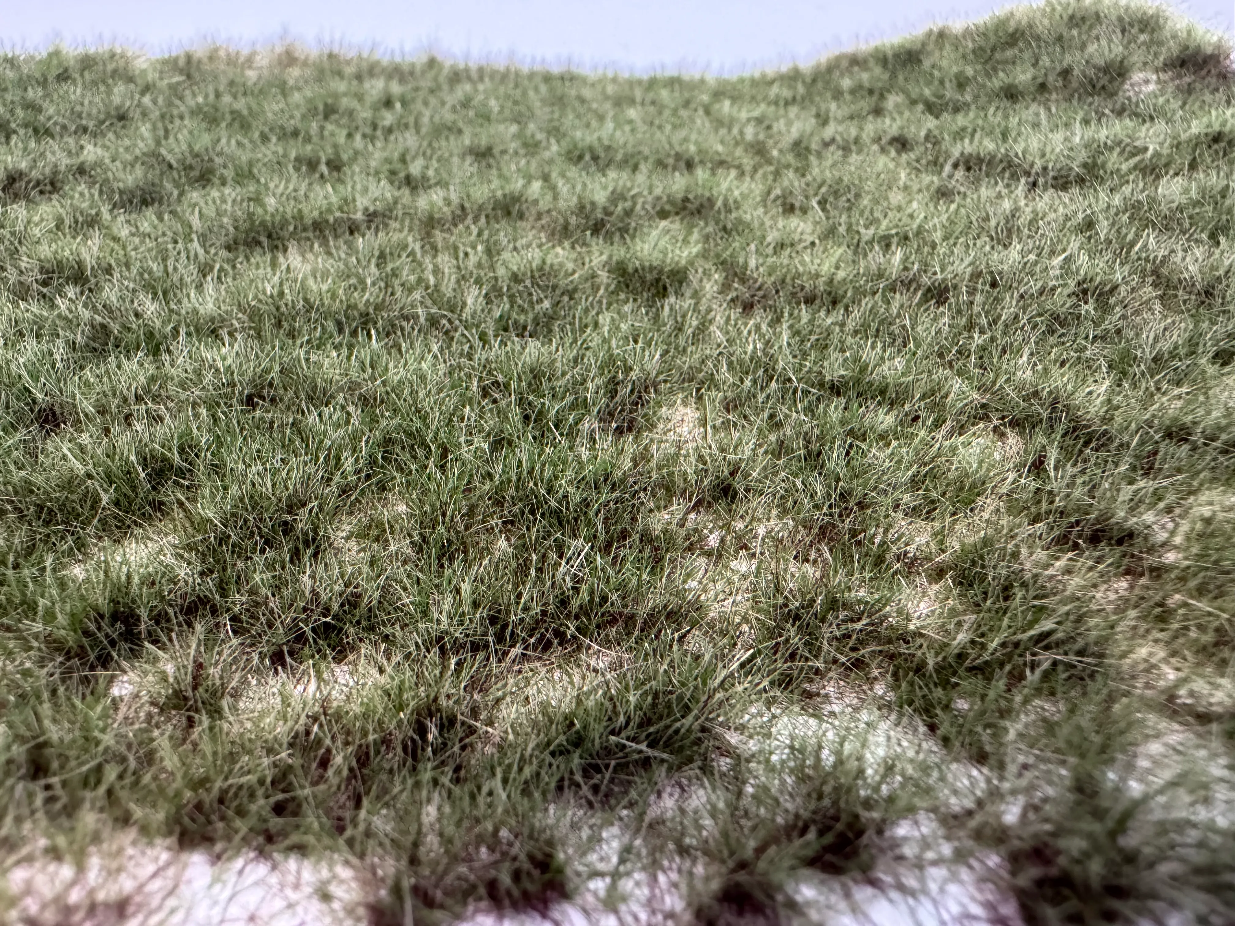 Trávne trsy - neskoré leto 19,5 x 29,5cm