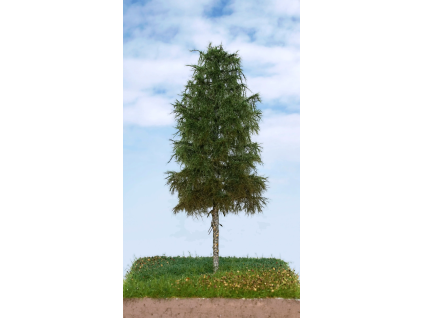vyr 681602 10 Smrek 2 3 18cm 1 11zon