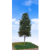 vyrp11 681602 10 Smrek 2 3 18cm 4 11zon