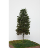 vyrp12 681602 10 Smrek 2 3 18cm 2 11zon