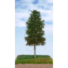 vyr 681602 10 Smrek 2 3 18cm 1 11zon