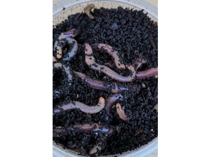 vyr 581 zizala 23 800