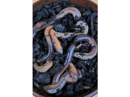 vyr 582 rousnice 23 800