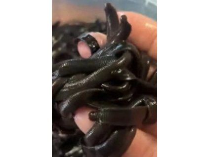 vyr 583 pijavice 23 800