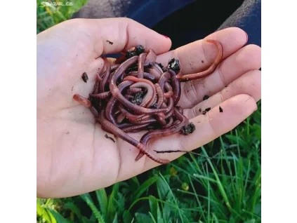 Hnojní Žížaly 500g