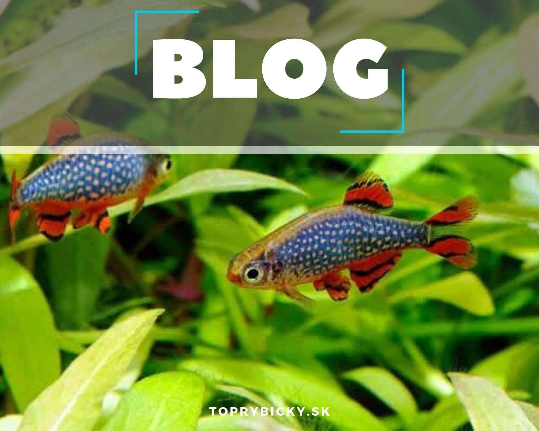 Základné informácie o rybke Mikrorazbora Galaxy