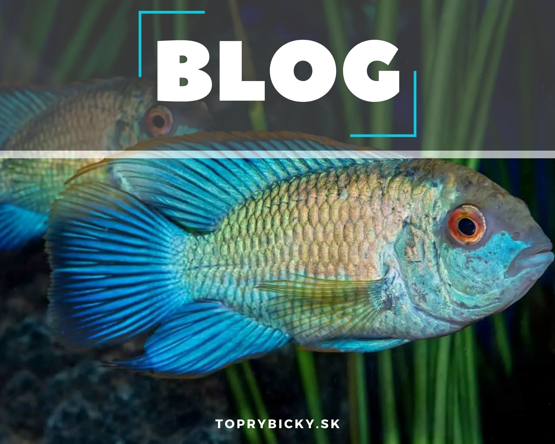 Čo potrebujeme vedieť o Akare Electric Blue? 