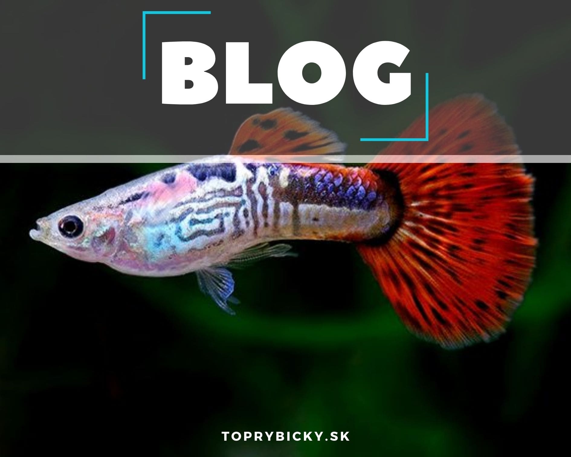 Gupky vdýchnu akváriu život! 