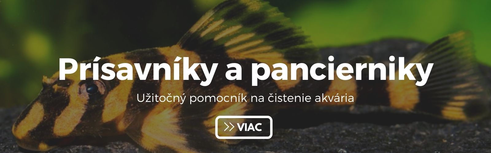 Prísavníky a pancierniky