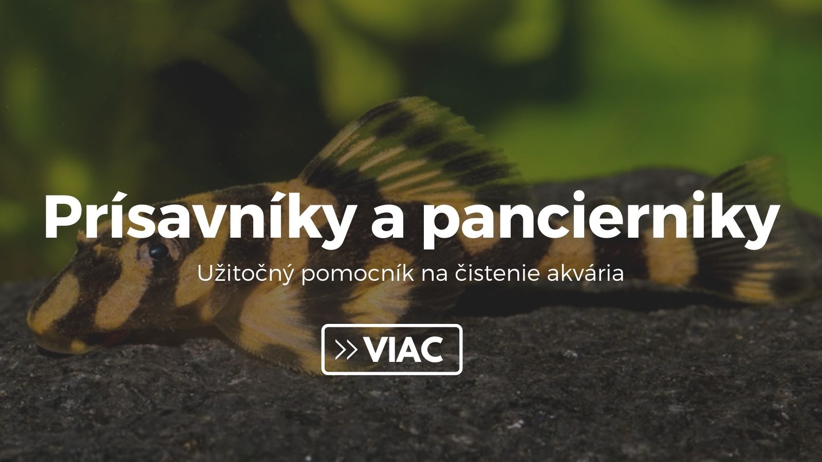 Prísavníky a pancierniky