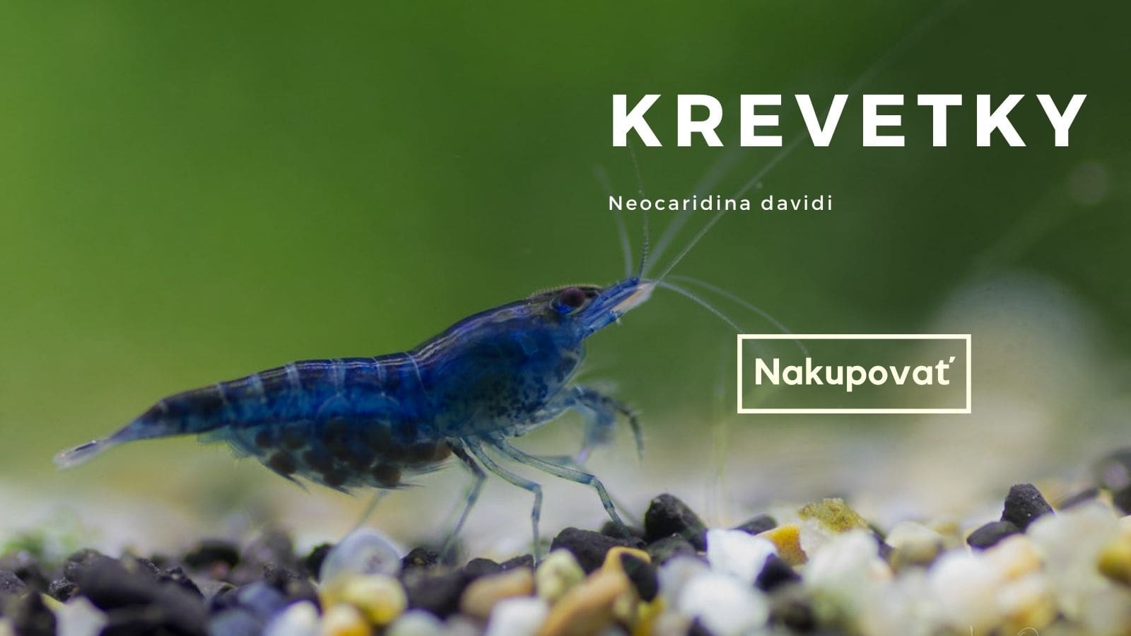 krevetky