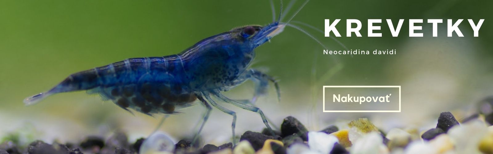Krevetky