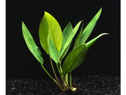 Anubias congensis