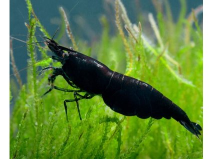 Neocaridina davidi - Black Rose