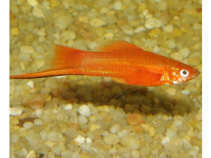 Xiphophorus hellerii red